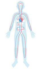 Cartoon style human anatomy. Circulatory organs in whole body silhouette on white background. Heart, blood vessels. Pale colored vector illustration.