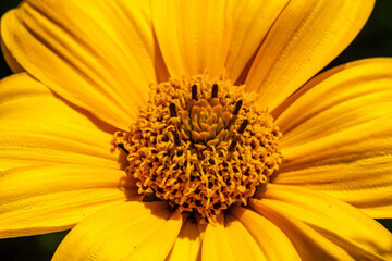Insekten, Holzbienen auf Blumen im Garten