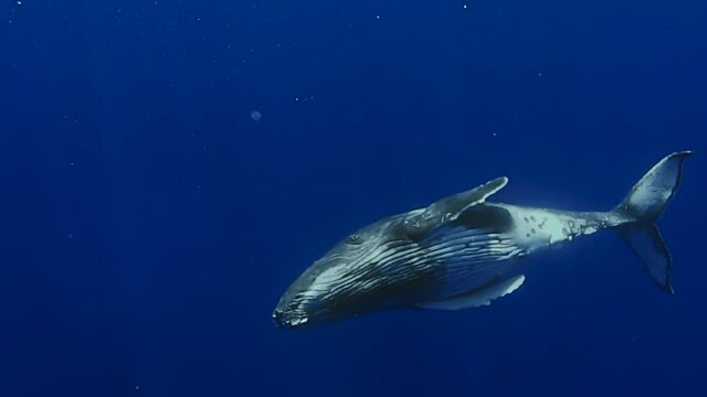 Humpback whale spins in deep blue water before surfacing for air. Slow motion.