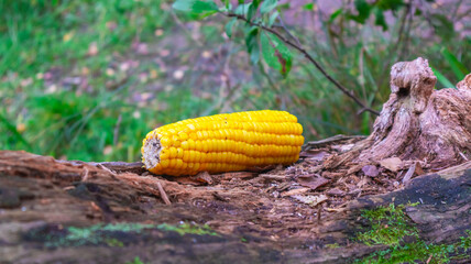 Corn cob on a blurred background of nature