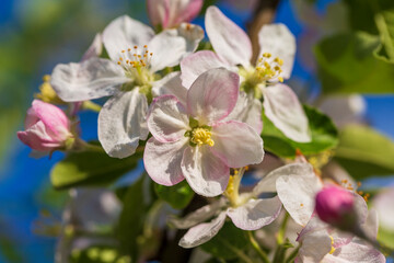 Fototapeta na wymiar Sprig of white flowers blooms on a pear tree against a blue sky