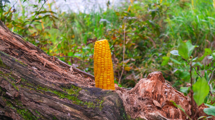 Vertical corn cob on a natural blurred background