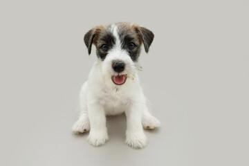 Portrait happy jack russell puppy dog sitting. isolated on gray background