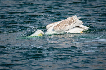 Pelican Dunking for a Fish