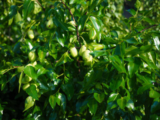 대추나무와 열매, 잎사귀, 녹색