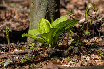 Skunk cabbage (Symplocarpus foetidus)
is one of the first native  plants to grow and bloom in early spring in the Wisconsin.