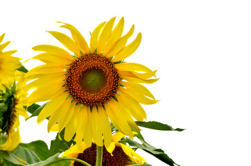 Fototapeta premium Beautiful sunflower in garden