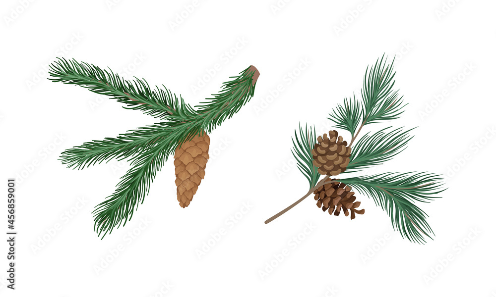 Poster coniferous evergreen tree branch with hanging strobile and needles vector set