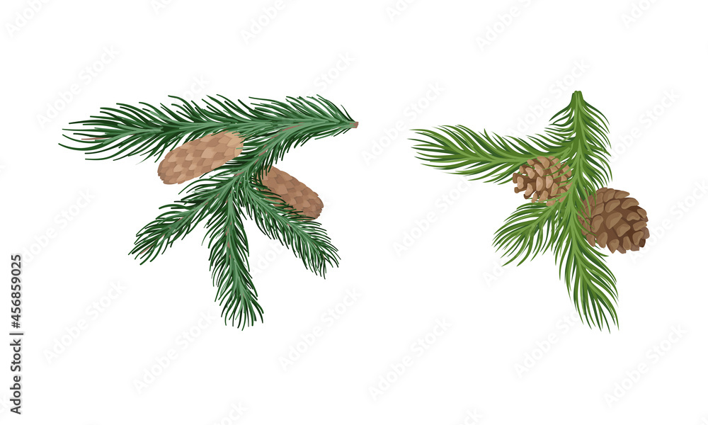 Poster coniferous evergreen tree branch with hanging strobile and needles vector set
