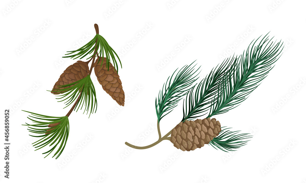 Poster coniferous evergreen tree branch with hanging strobile and needles vector set
