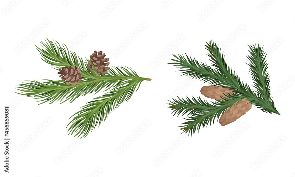 Poster coniferous evergreen tree branch with hanging strobile and needles vector set