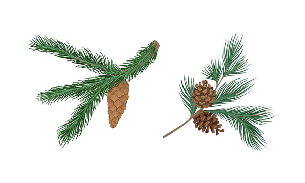 Coniferous Evergreen Tree Branch with Hanging Strobile and Needles Vector Set