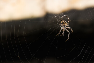 An Araneus Diadematus Spider Sitting in the Middle of the Web and Waiting for Its Prey