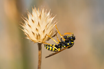 A Wasp Resting on a Dry Flower before Seeking for More Pollen