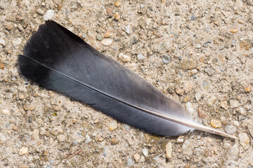 A Beautiful Pigeon Feather Fallen on the Sidewalk