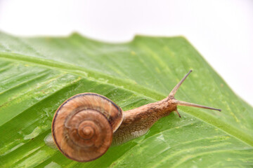 バナナの葉に乗ったカタツムリ