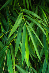 tropical leaves in nature,foliage bamboo leaf natural background.