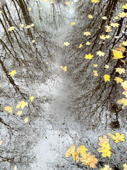 yellow maple leaves on wet asphalt with tree reflections, selective focus