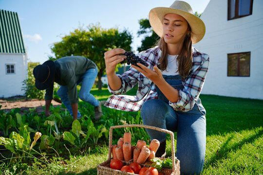 Caucasian female farmer working in garden holding fresh vegetables 