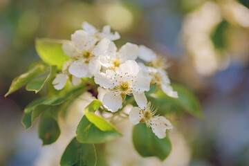 Obraz na płótnie Canvas Blossom apple tree on nature background