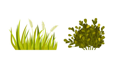 Green Grass with Stalk and Leaves as Outdoor Growth Vector Set
