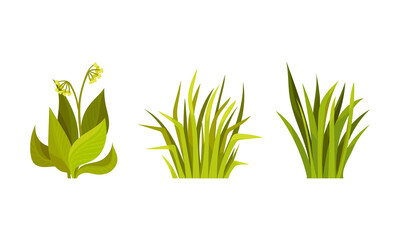 Green Grass with Stalk and Leaves as Outdoor Growth Vector Set