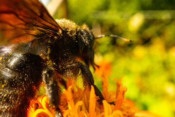 Insekten, Holzbienen auf Blumen im Garten