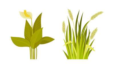 Green Grass with Stalk and Leaves as Outdoor Growth Vector Set