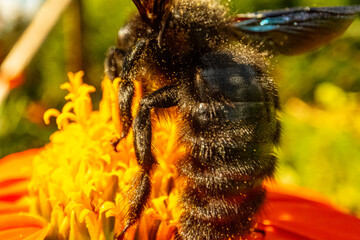 Insekten, Holzbienen auf Blumen im Garten