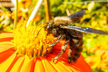 Insekten, Holzbienen auf Blumen im Garten