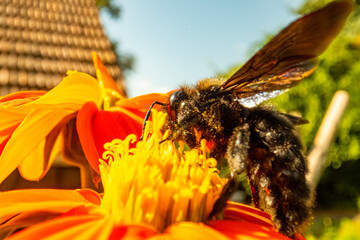 Insekten, Holzbienen auf Blumen im Garten