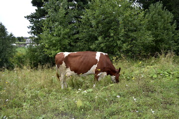 Obraz premium cow in the meadow