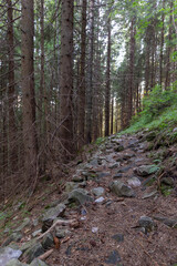 Forest of Spruce Trees illuminated by Sunbeams through Fog, a Carpet of Moss and stones covering the forest floor. Natural relict spruce (Picea abies) forest in the Carpathian Mountains