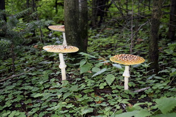 mushrooms in the forest