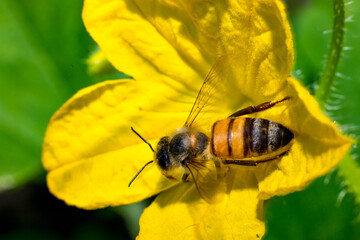 Honey bee