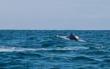 Dorsal fin of a baby humpback whale in the tropical pacific ocean with a clear blue sky.