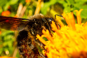 Insekten, Holzbienen auf Blumen im Garten