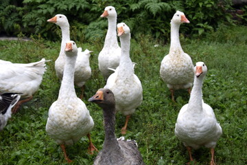 geese on the farm