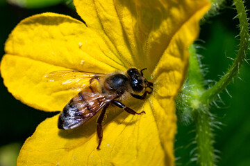 Honey Bee on a Flower