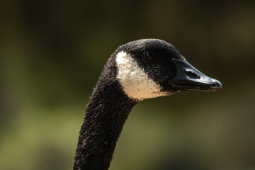 Canadian Goose face