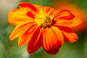 Fototapeta premium Insekten, Holzbienen auf Blumen im Garten