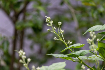 black berry flower buds not blooming on vine