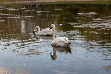 Two white swans swim on the river