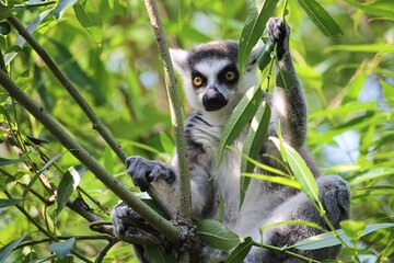lemur on tree © Tamara