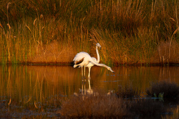 Greater Flamingo Phoenicopterus roseus from Camargue, southern France