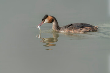 Great crested grebe (Podiceps cristatus) caught fish prey in beak. Colorful water bird. Gelderland in the Netherlands.                          