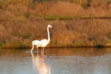 Greater Flamingo Phoenicopterus roseus from Camargue, southern France