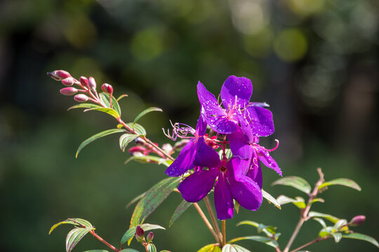 野牡丹 Images Browse 38 Stock Photos Vectors And Video Adobe Stock