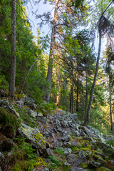 Fototapeta na wymiar Forest of Spruce Trees illuminated by Sunbeams through Fog, a Carpet of Moss and stones covering the forest floor. Natural relict spruce (Picea abies) forest in the Carpathian Mountains