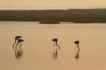 Greater Flamingo Phoenicopterus roseus from Camargue, southern France